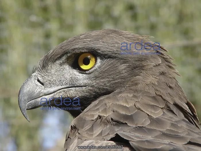 : Martial eagle (Aquila bellicosus) : Martial eagle (Aquila bellicosus)