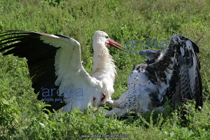 : Martial Eagle - attacking White Stork - the fight : Martial Eagle - attacking White Stork - the fight