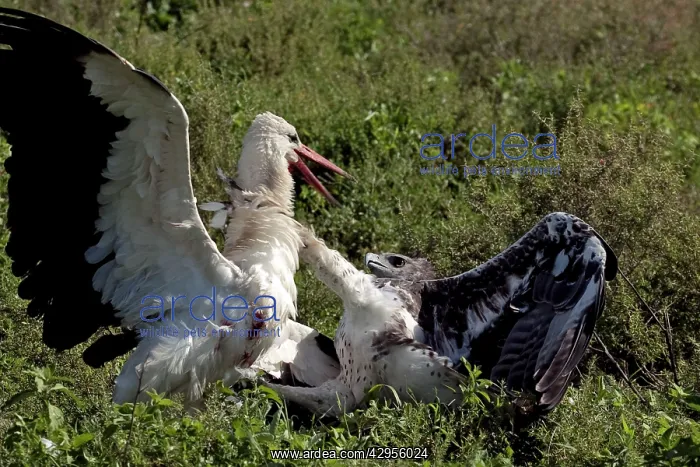 : Martial Eagle - attacking White Stork - the fight : Martial Eagle - attacking White Stork - the fight
