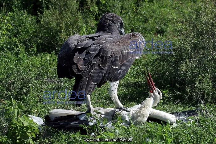 : Martial Eagle - attacking White Stork - the fight : Martial Eagle - attacking White Stork - the fight