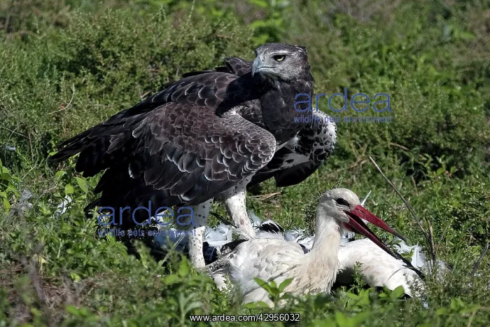 : Martial Eagle - attacking White Stork - the fight : Martial Eagle - attacking White Stork - the fight