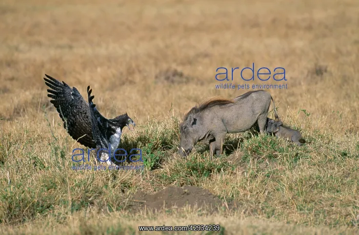 : Martial EAGLE - confronting WARTHOG (Phacochoerus : Martial EAGLE - confronting WARTHOG (Phacochoerus
