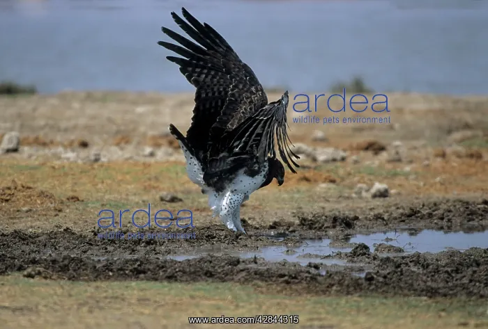 : Martial Eagle - drinking at waterhole : Martial Eagle - drinking at waterhole