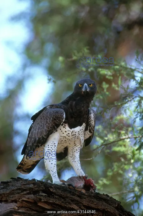 : Martial Eagle Eats Dik Dik : Martial Eagle Eats Dik Dik