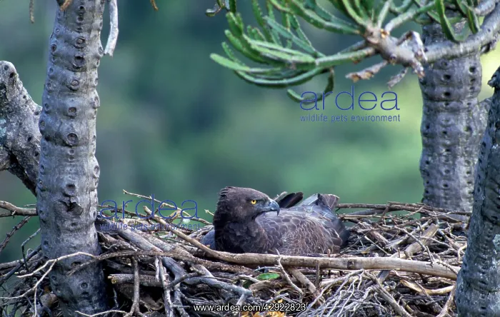: Martial Eagle - female on nest : Martial Eagle - female on nest