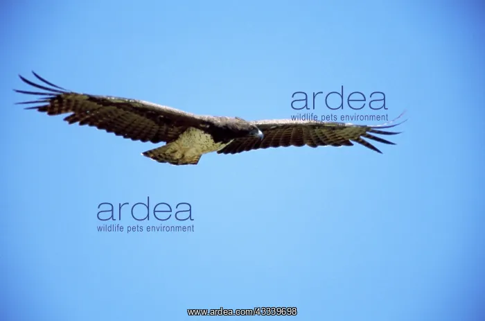 : Martial Eagle - in flight : Martial Eagle - in flight