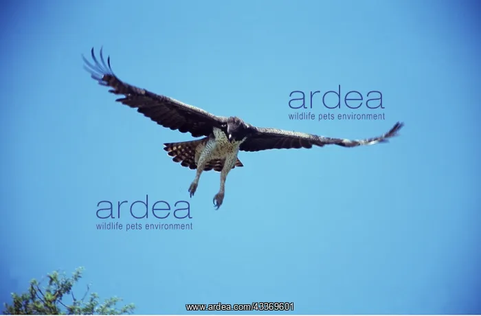 : MARTIAL EAGLE - in flight : MARTIAL EAGLE - in flight