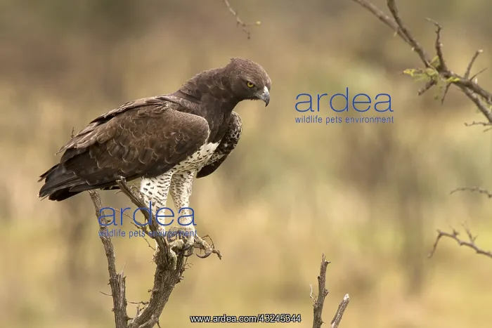 : Martial Eagle - hunting from a tree - Kenya, Africa : Martial Eagle - hunting from a tree - Kenya, Africa