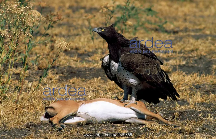 : Martial Eagle - on impala kill : Martial Eagle - on impala kill