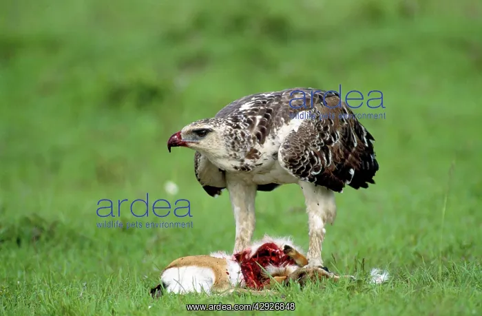  : Martial Eagle - juvenile eating its kill