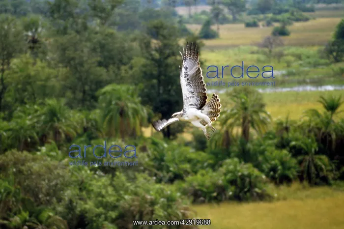 : Martial Eagle - juvenile in flight : Martial Eagle - juvenile in flight