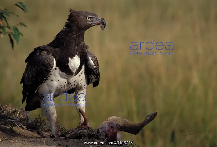 : Martial Eagle and kill : Martial Eagle and kill