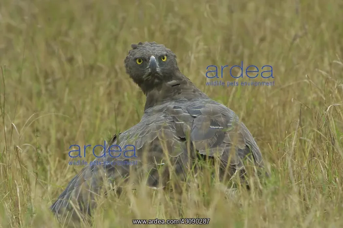 : Martial Eagle Mantling Prey : Martial Eagle Mantling Prey
