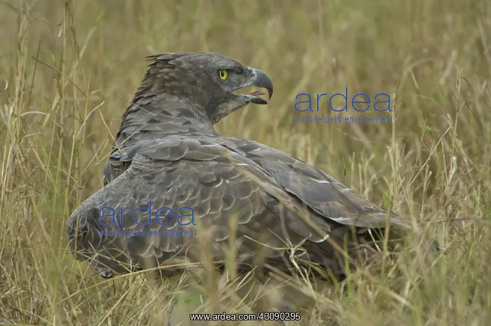 : Martial Eagle Mantling Prey : Martial Eagle Mantling Prey