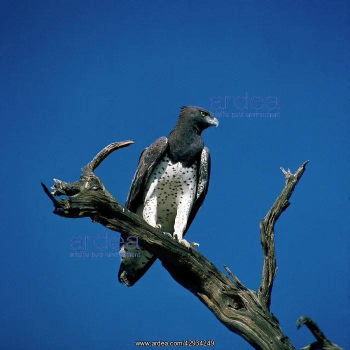 : Martial Eagle - perched on dead tree branch : Martial Eagle - perched on dead tree branch