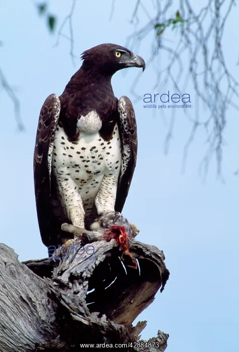  : Martial Eagle - perched on dead tree branch with kill: Genet