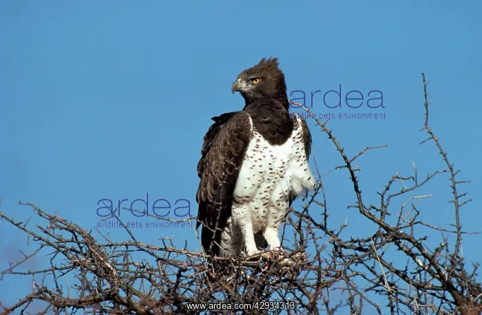: Martial Eagle - perched on tree top : Martial Eagle - perched on tree top