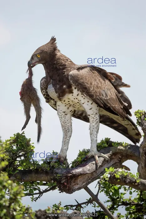 : Martial eagle (Polemaetus bellicosus) adult, with : Martial eagle (Polemaetus bellicosus) adult, with