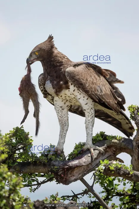 : Martial Eagle (Polemaetus bellicosus) adult, with : Martial Eagle (Polemaetus bellicosus) adult, with
