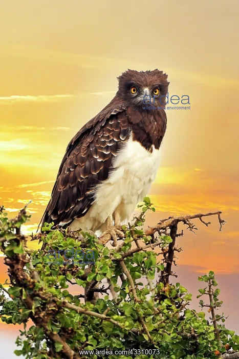 : Martial Eagle (Polemaetus bellicosus), in the evening : Martial Eagle (Polemaetus bellicosus), in the evening
