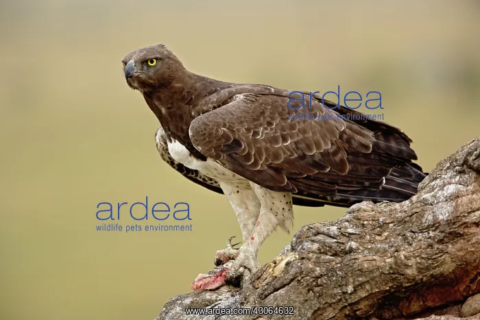 : Martial Eagle, Polemaetus bellicosus, Masai : Martial Eagle, Polemaetus bellicosus, Masai