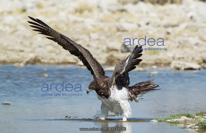 : Martial Eagle - has spotted a possible prey at a waterhole : Martial Eagle - has spotted a possible prey at a waterhole