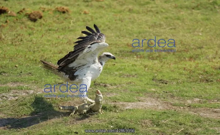 : Martial Eagle + Water Monitor - Immature Martial : Martial Eagle + Water Monitor - Immature Martial