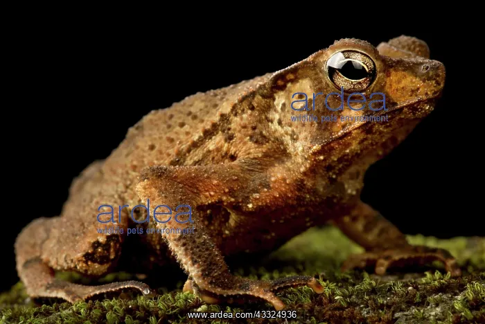 : Marty's Mitred Toad (Rhinella martyi), on black background : Marty's Mitred Toad (Rhinella martyi), on black background