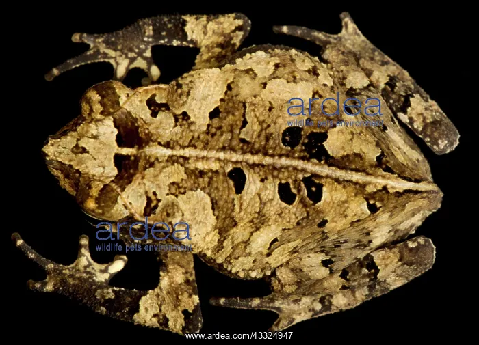 : Marty's Mitred Toad (Rhinella martyi), on black background : Marty's Mitred Toad (Rhinella martyi), on black background