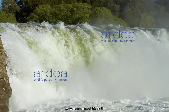 : Maruia Falls and Maruia River, near Murchison : Maruia Falls and Maruia River, near Murchison