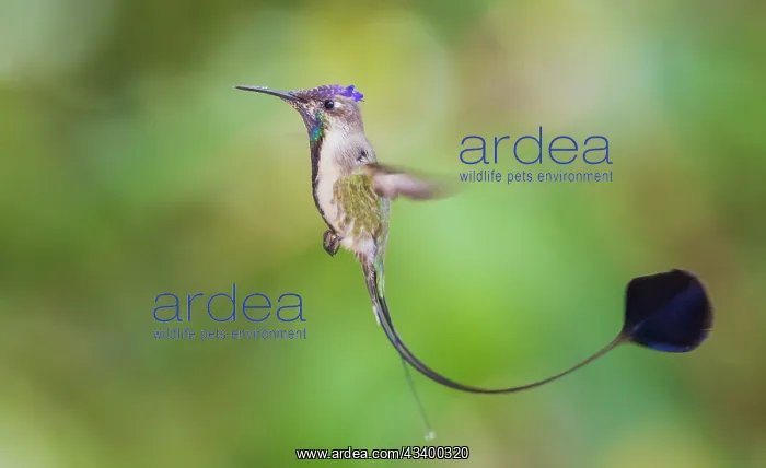 : Marvelous spatulation hummingbird in flight in northern : Marvelous spatulation hummingbird in flight in northern