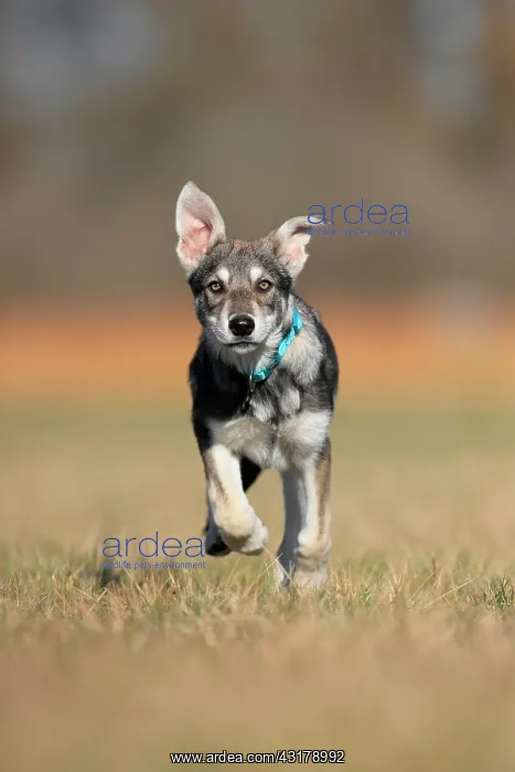 : Marxdorf wolfhound (Canis lupus familiaris) puppy : Marxdorf wolfhound (Canis lupus familiaris) puppy