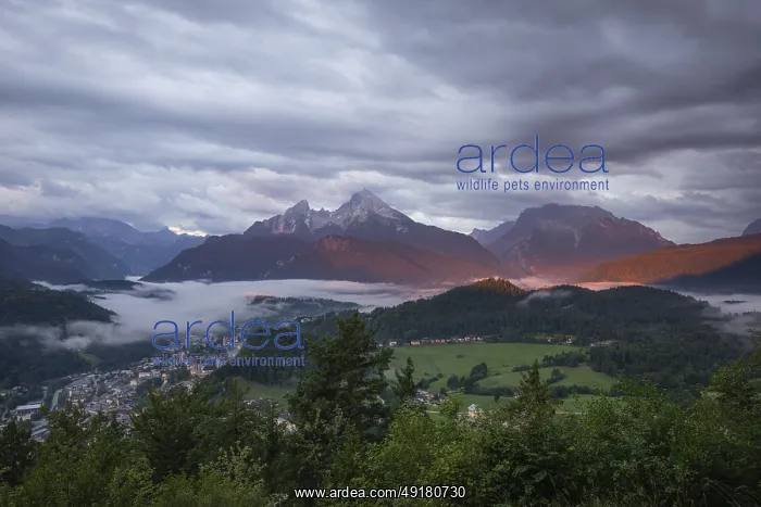 : Marxenhohe near Berchtesgaden with Watzmann view in the morning mist and alpenglow after the rain Marxenh : Marxenhohe near Berchtesgaden with Watzmann view in the morning mist and alpenglow after the rain Marxenh