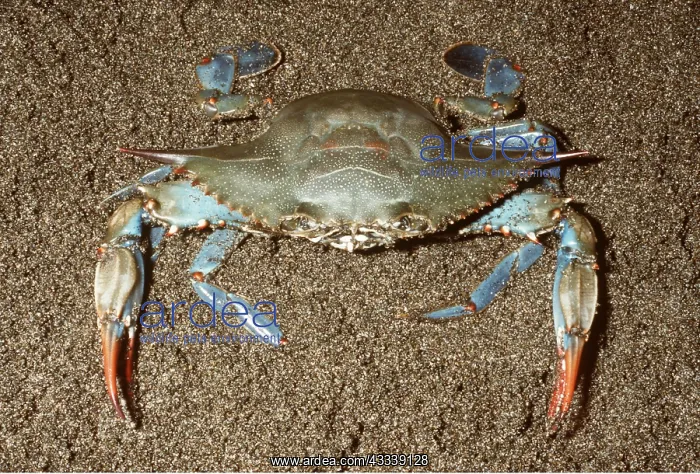 : Maryland Blue CRAB - in sand : Maryland Blue CRAB - in sand