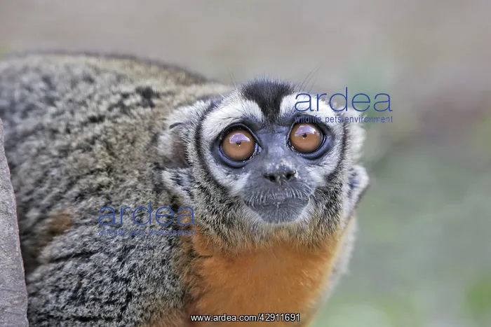 : Ma's / Loreto Night Monkey : Ma's / Loreto Night Monkey