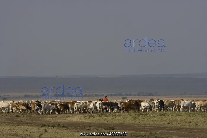: Masai cattle herd Masai Mara Game Reserve : Masai cattle herd Masai Mara Game Reserve