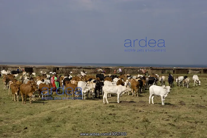 : Masai cattle herd Masai Mara Game Reserve : Masai cattle herd Masai Mara Game Reserve