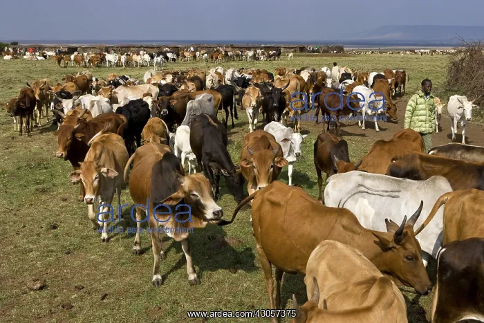 : Masai cattle herd Masai Mara Game Reserve : Masai cattle herd Masai Mara Game Reserve