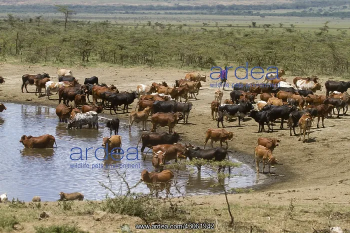 : Masai cattle at a watering Masai Mara NR Kenya : Masai cattle at a watering Masai Mara NR Kenya