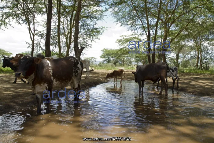 : Masai cattle at a watering Masai Mara NR Kenya : Masai cattle at a watering Masai Mara NR Kenya