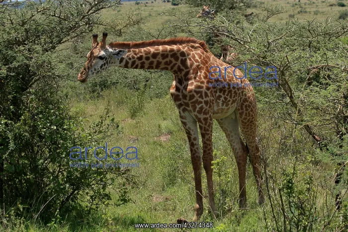  : Masai Giraffe 3 173