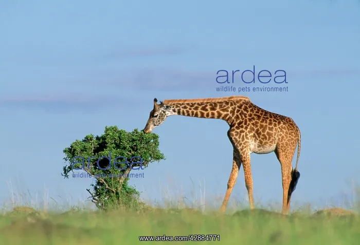 : Masai Giraffe