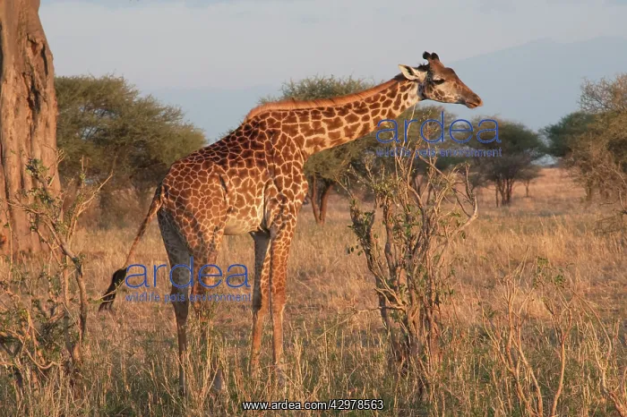 : Masai Giraffe : Masai Giraffe