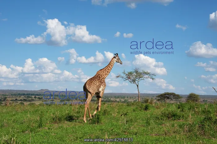 : Masai Giraffe : Masai Giraffe