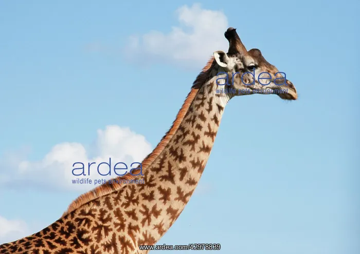 : Masai Giraffe : Masai Giraffe