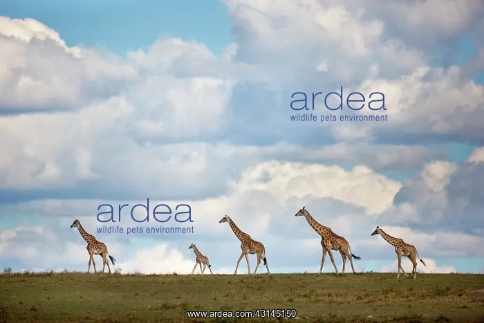 : Masai Giraffe : Masai Giraffe