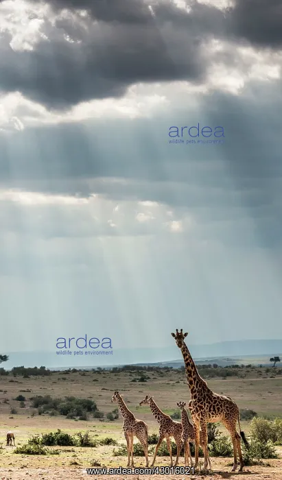 : Masai Giraffe adult with calves : Masai Giraffe adult with calves