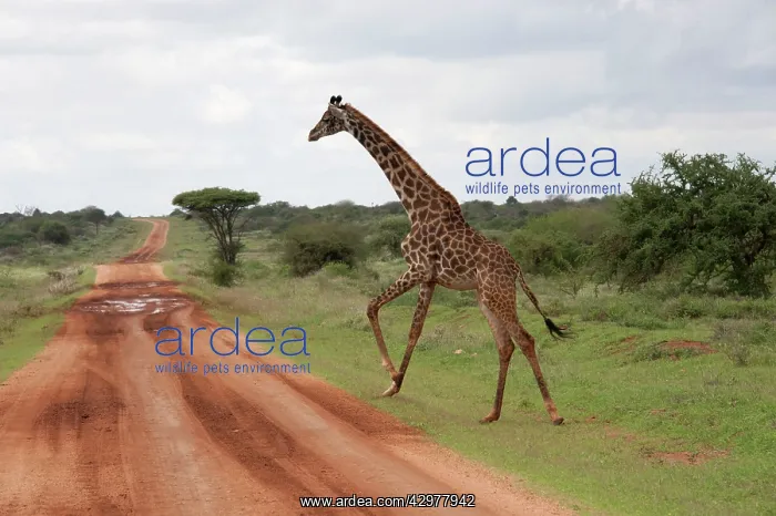 : Masai Giraffe - crossing road : Masai Giraffe - crossing road