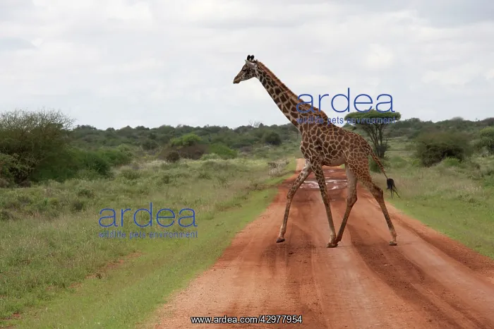: Masai Giraffe - crossing road : Masai Giraffe - crossing road