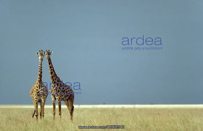  : Masai Giraffe - curiously observing the photographer